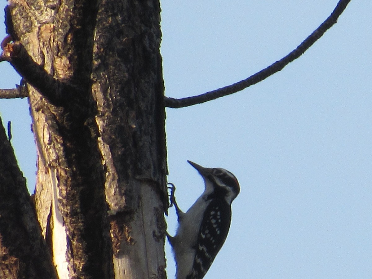 Hairy Woodpecker - ML77130291
