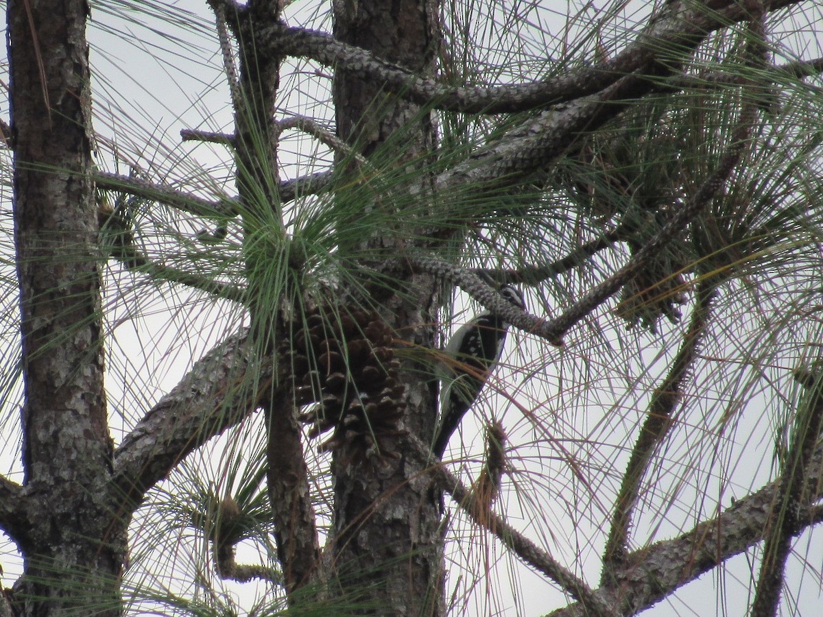 Hairy Woodpecker - ML77130691