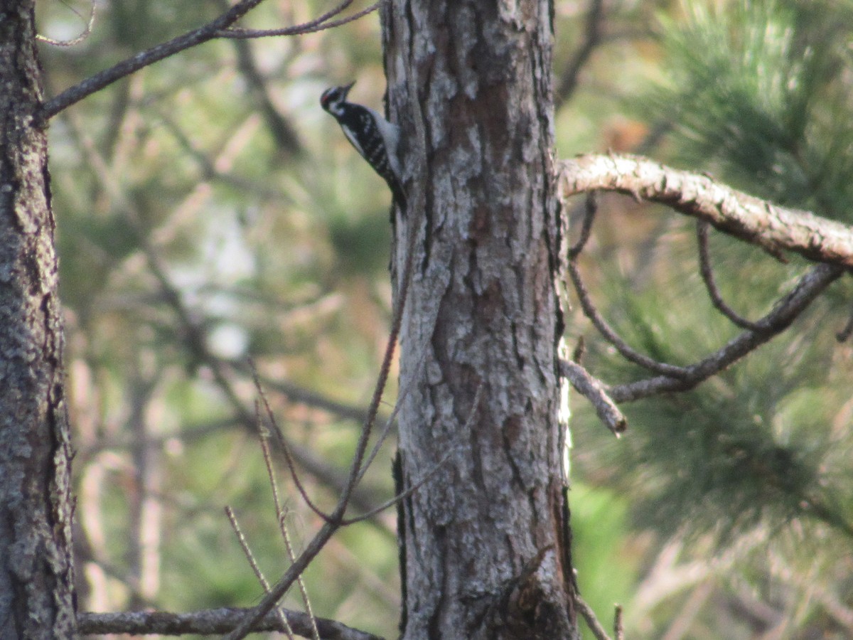 Hairy Woodpecker - ML77130751