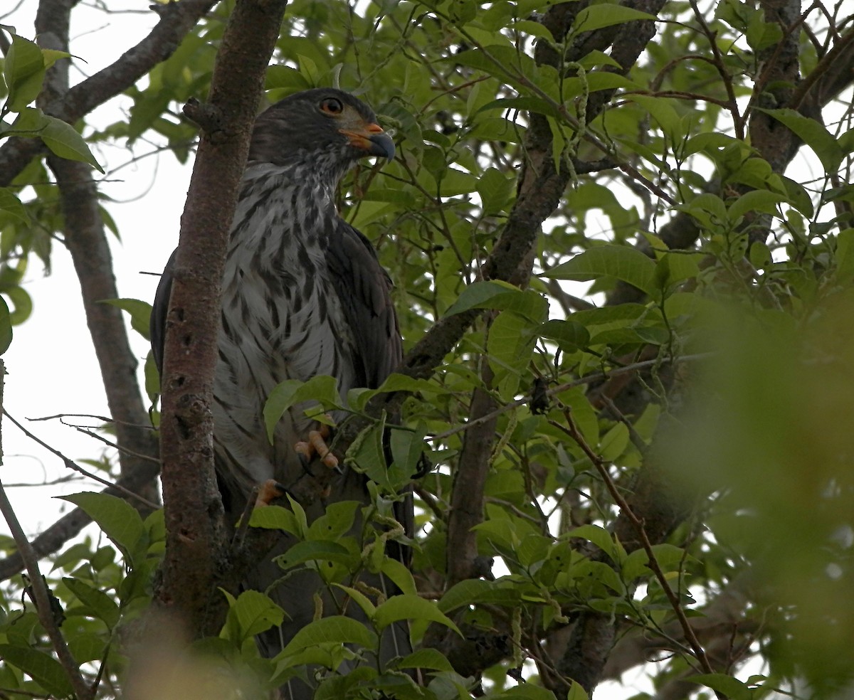 Gray-headed Kite - ML77131801