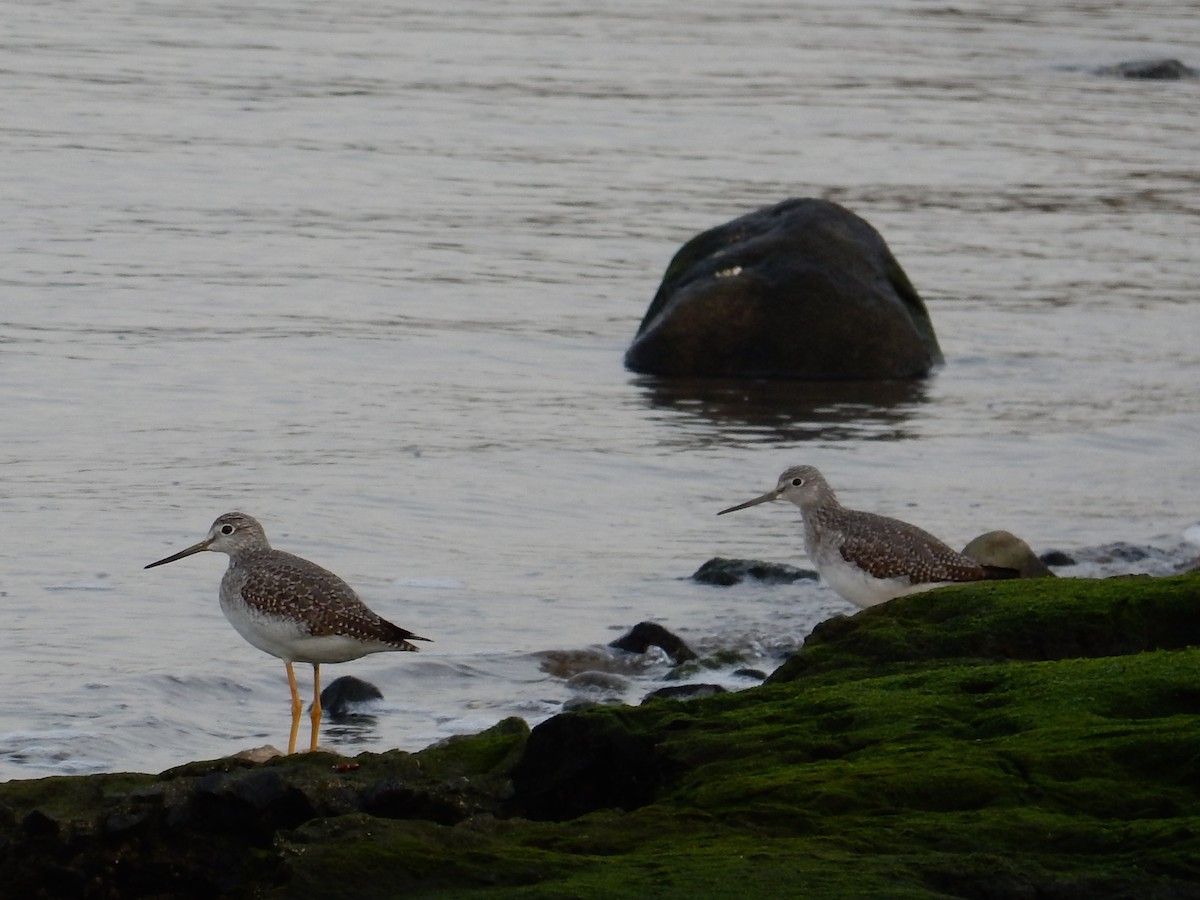 Greater Yellowlegs - ML77131841