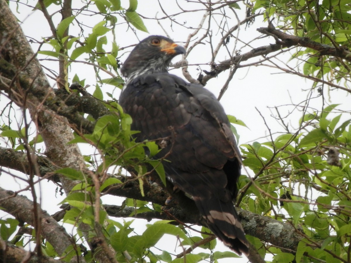 Gray-headed Kite - ML77132171