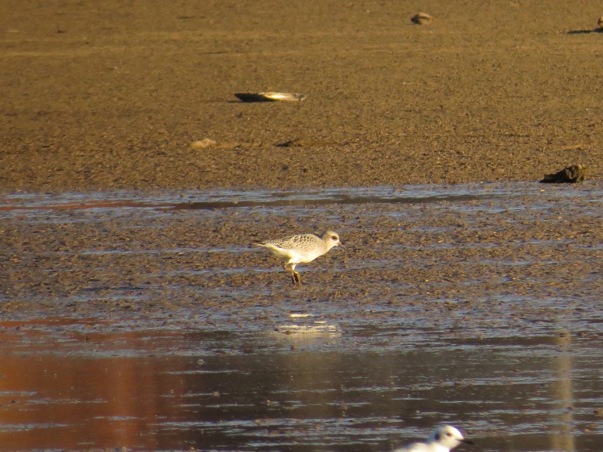 Black-bellied Plover - ML77132301