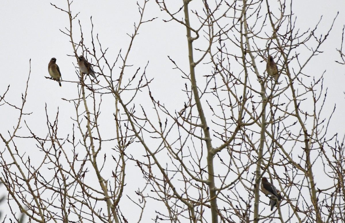 Cedar Waxwing - ML77134441