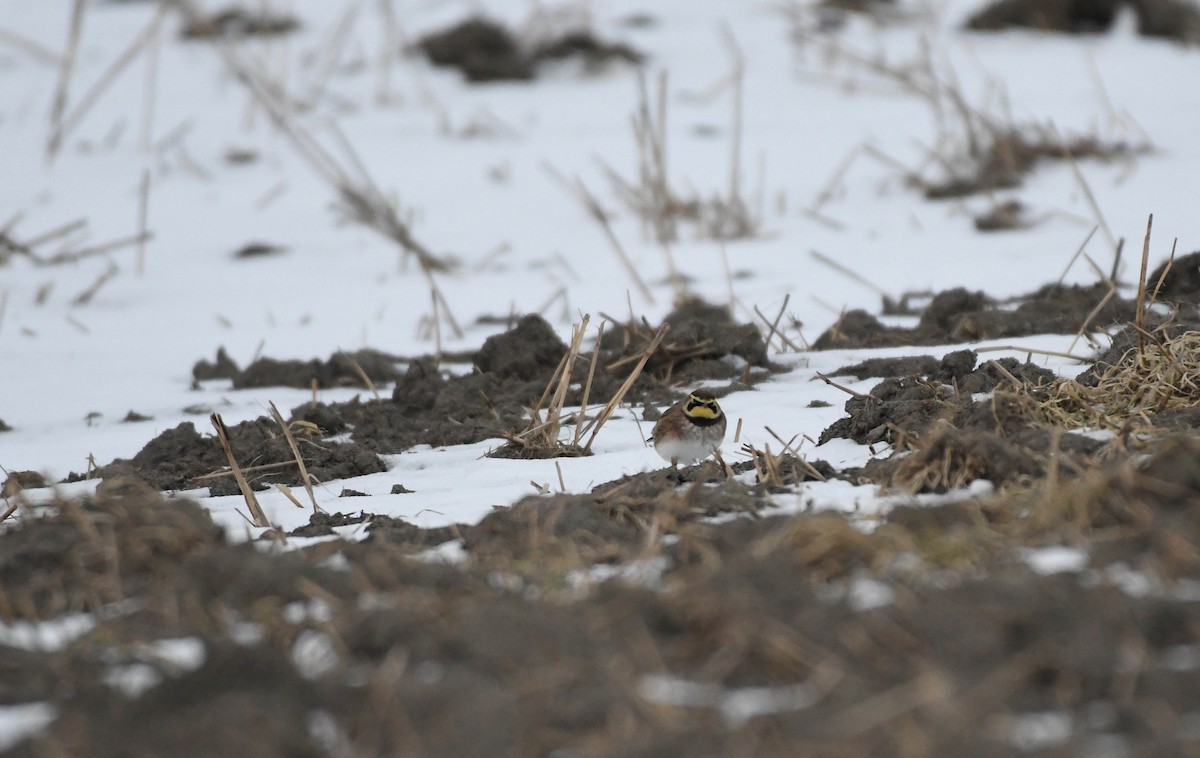 Horned Lark - ML77134501