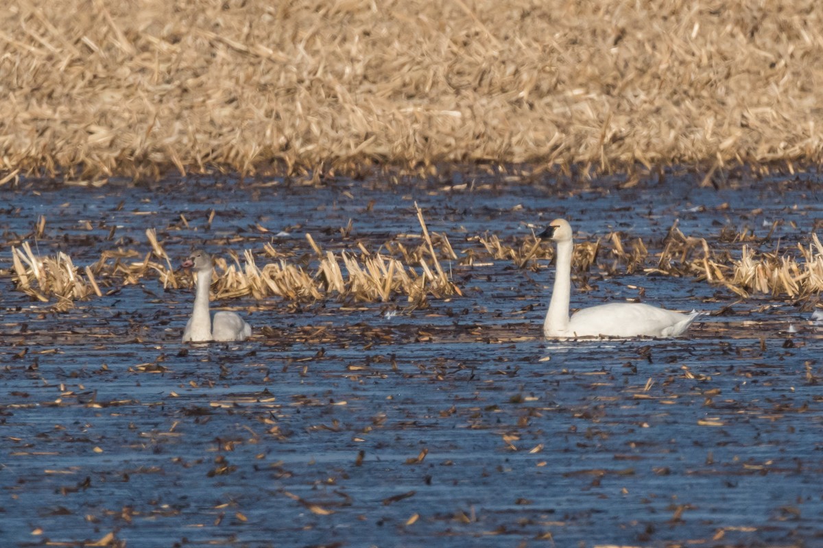 Tundra Swan - ML77134851