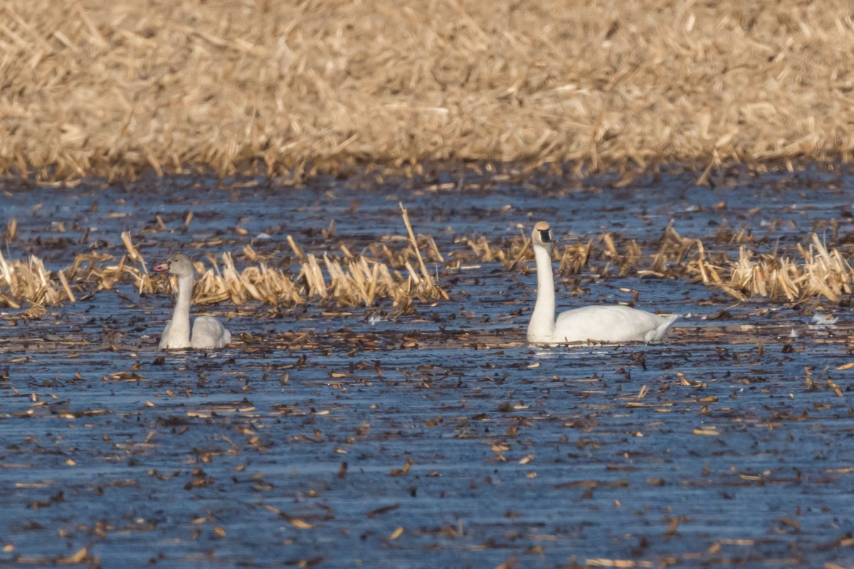 Tundra Swan - ML77135071