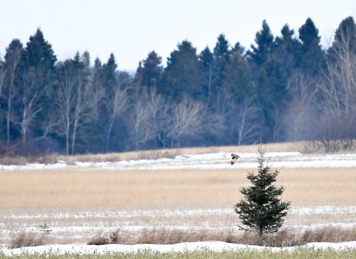 Short-eared Owl - Annie Lavoie