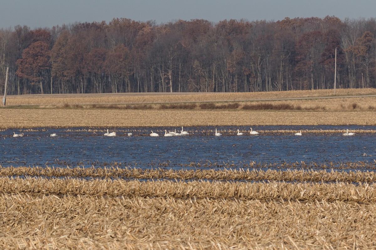 Tundra Swan - Brad Imhoff