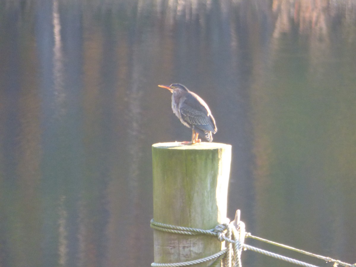 Green Heron - ML77135351