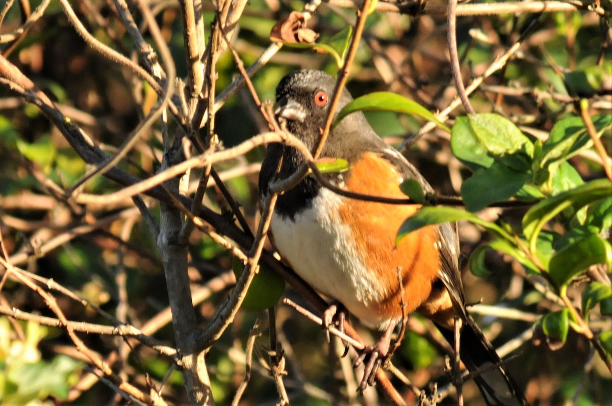 Spotted Towhee - ML77135471