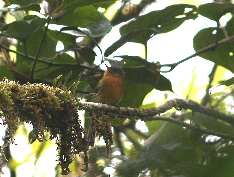 Tufted Flycatcher - ML77136151