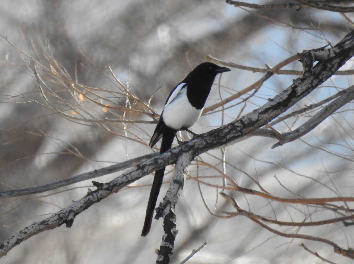 Black-billed Magpie - ML77140511