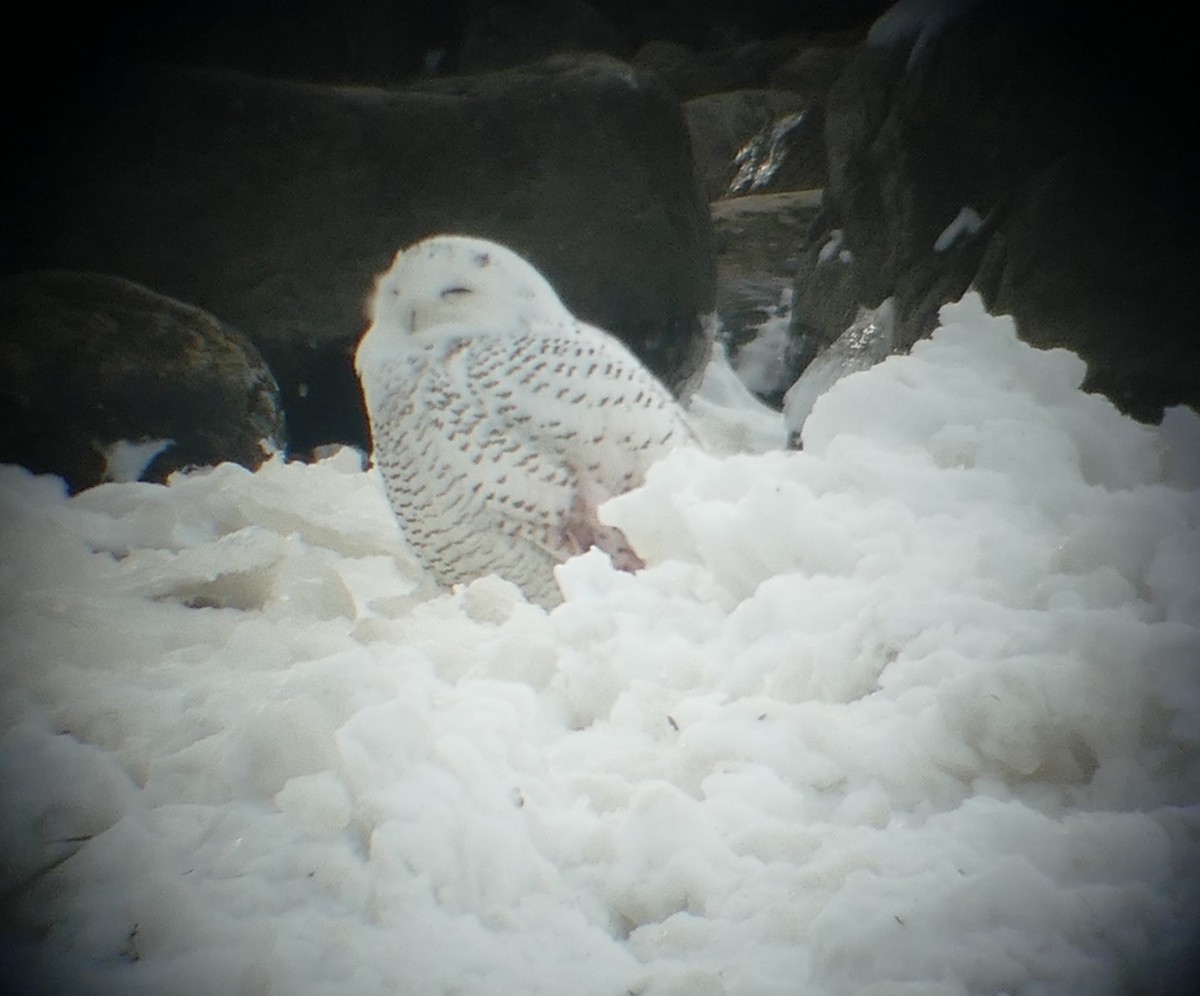 Snowy Owl - ML77141251