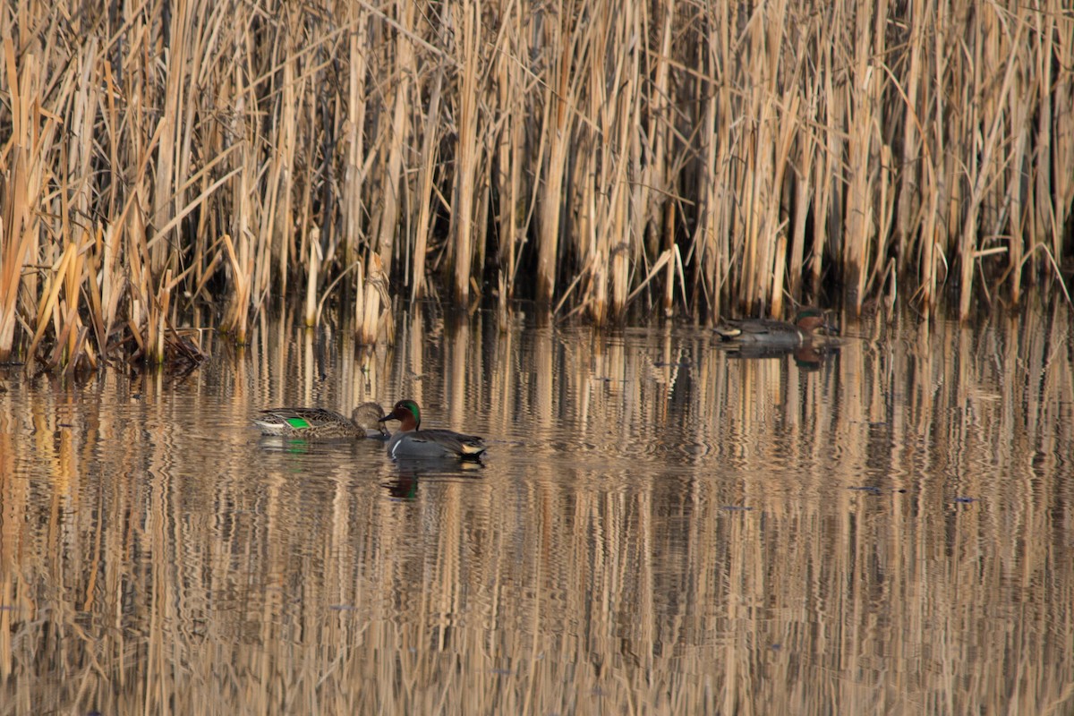 Green-winged Teal - ML77141811