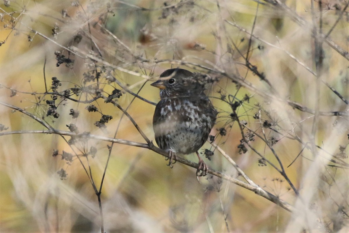 Fox Sparrow (Sooty) - ML77142571