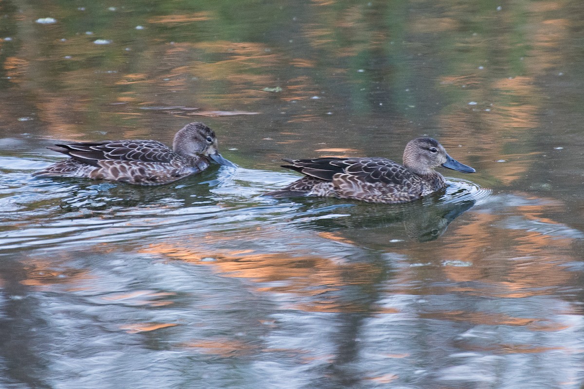 Blue-winged Teal - ML77142691