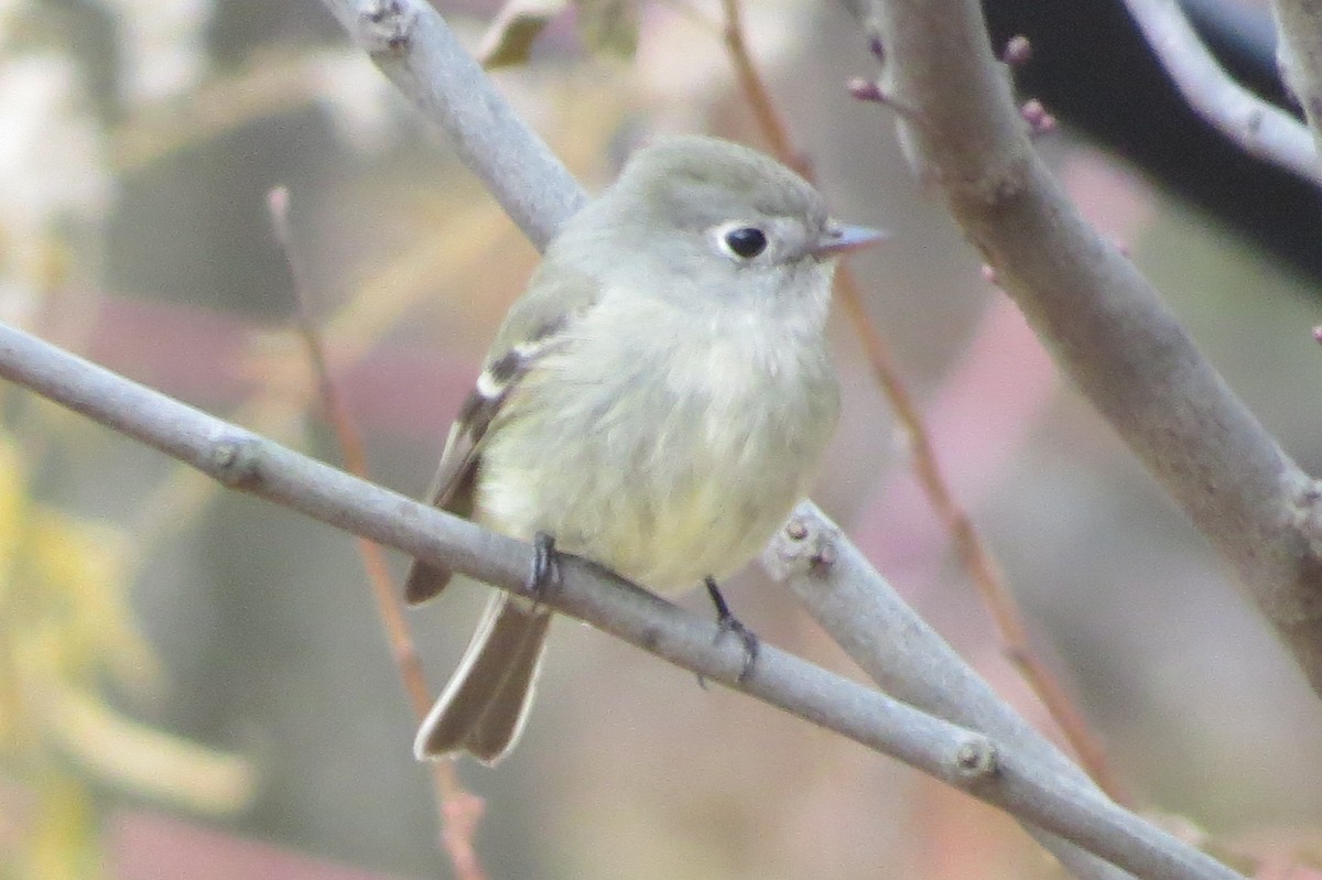 Hammond's Flycatcher - ML77143181