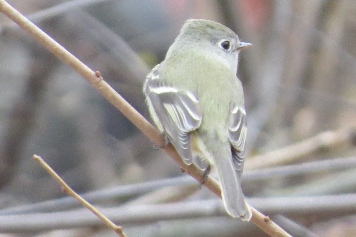 Hammond's Flycatcher - ML77143201