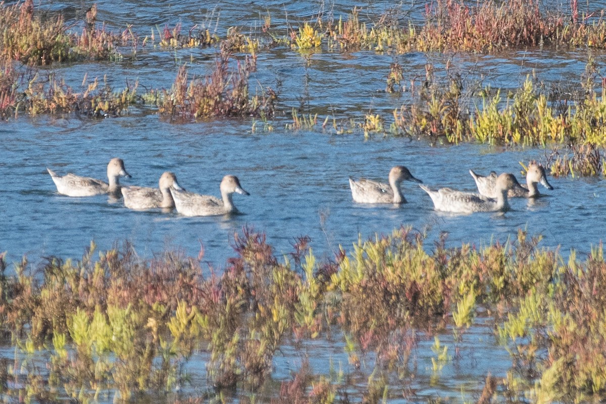 Northern Pintail - Adam Jackson