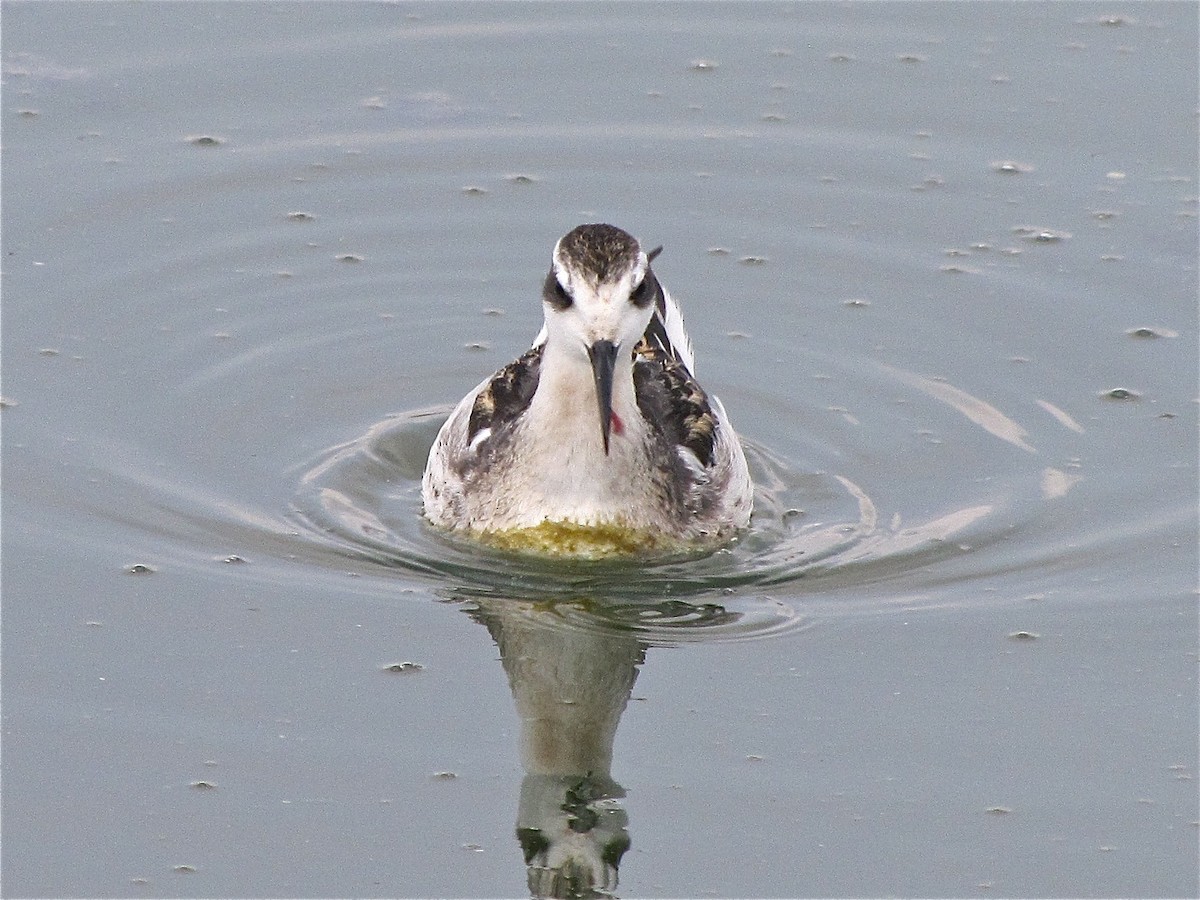 Red-necked Phalarope - ML77143511