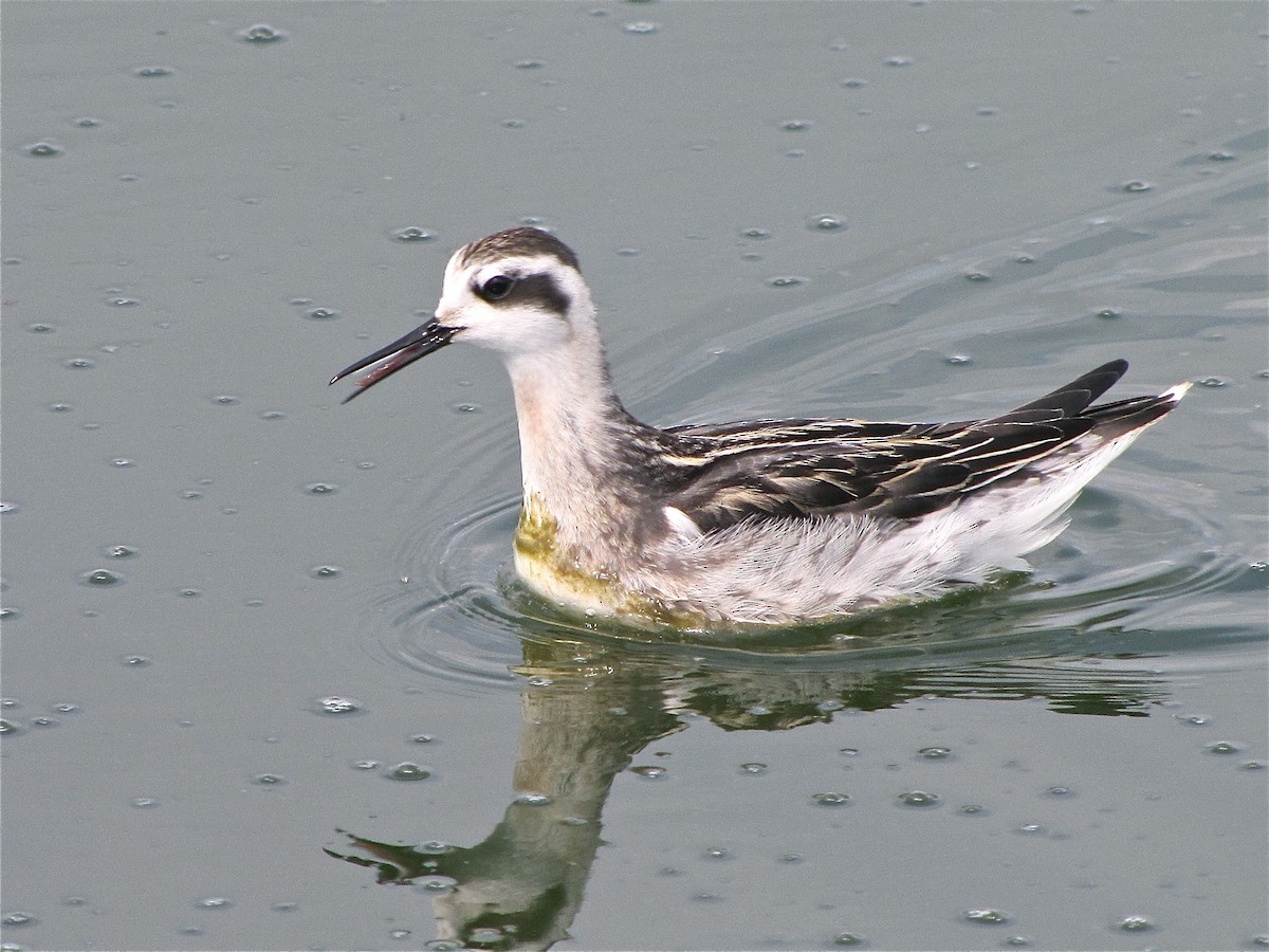 Red-necked Phalarope - ML77143521