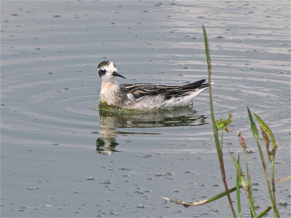 Red-necked Phalarope - ML77143681