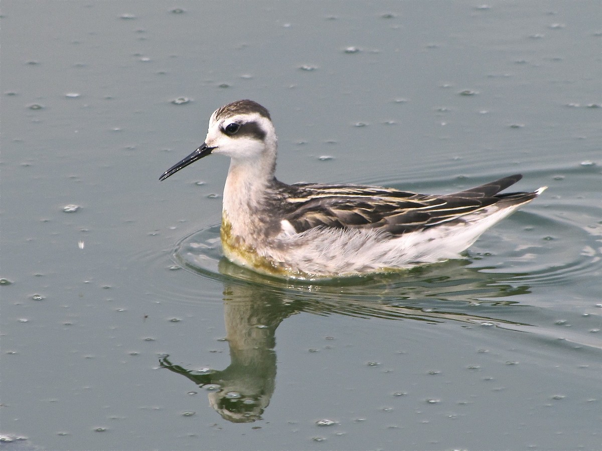 Red-necked Phalarope - ML77143741