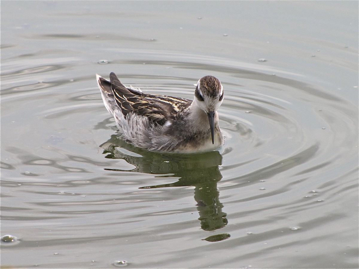 Red-necked Phalarope - ML77143831