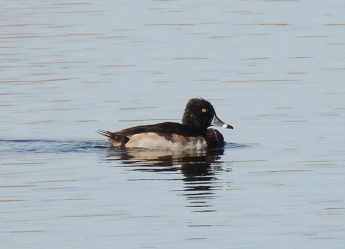 Ring-necked Duck - Glenn Pearson