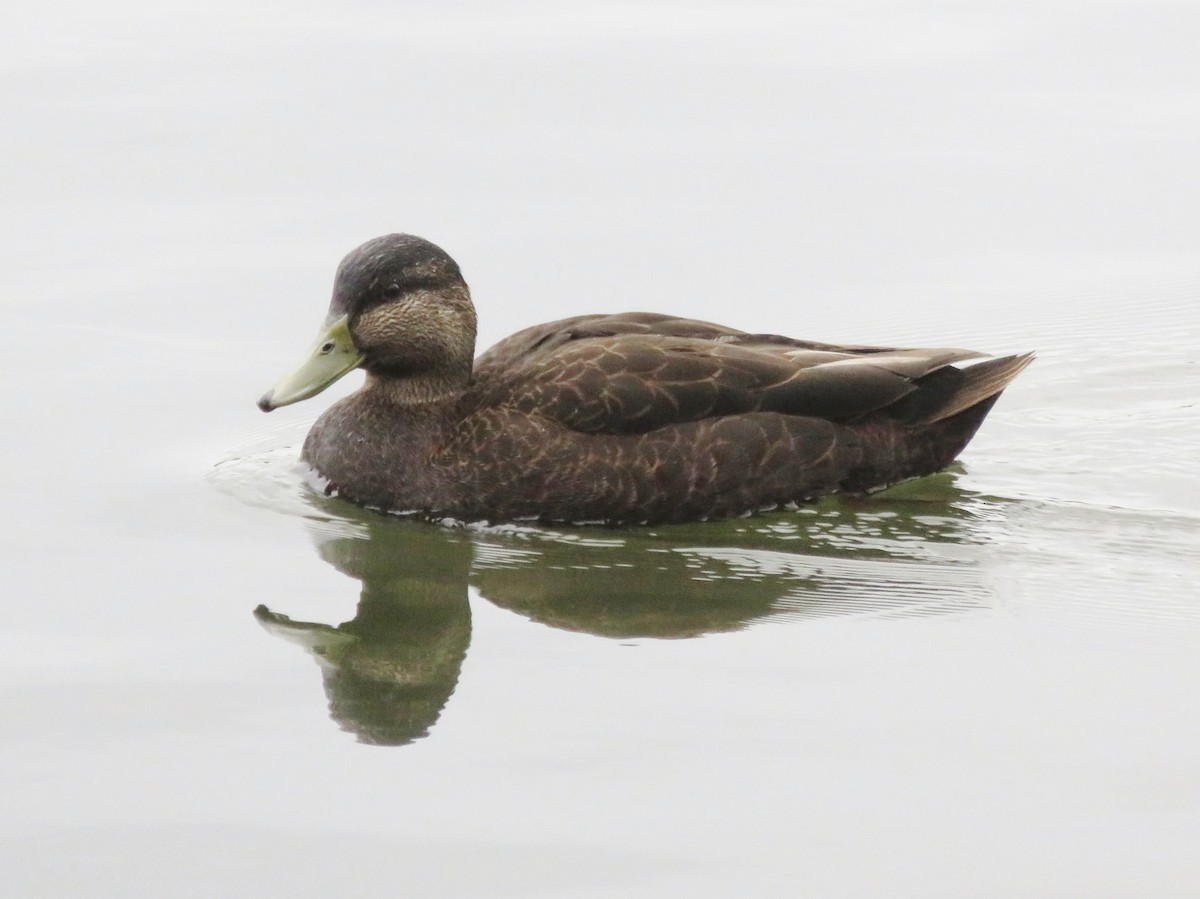 American Black Duck - ML77147091