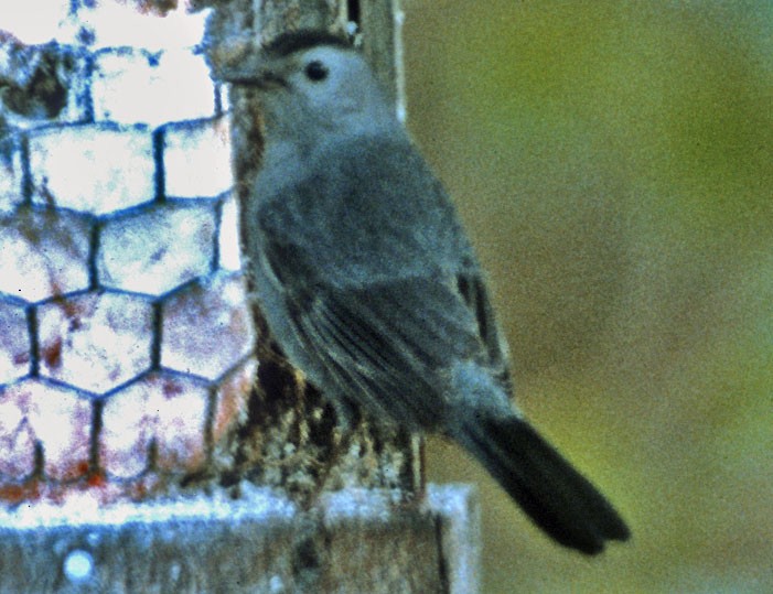 Gray Catbird - ML77147651