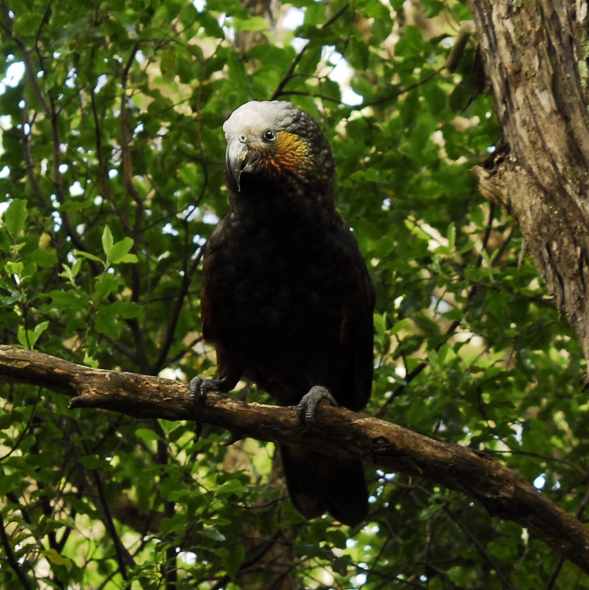 New Zealand Kaka - ML77148111