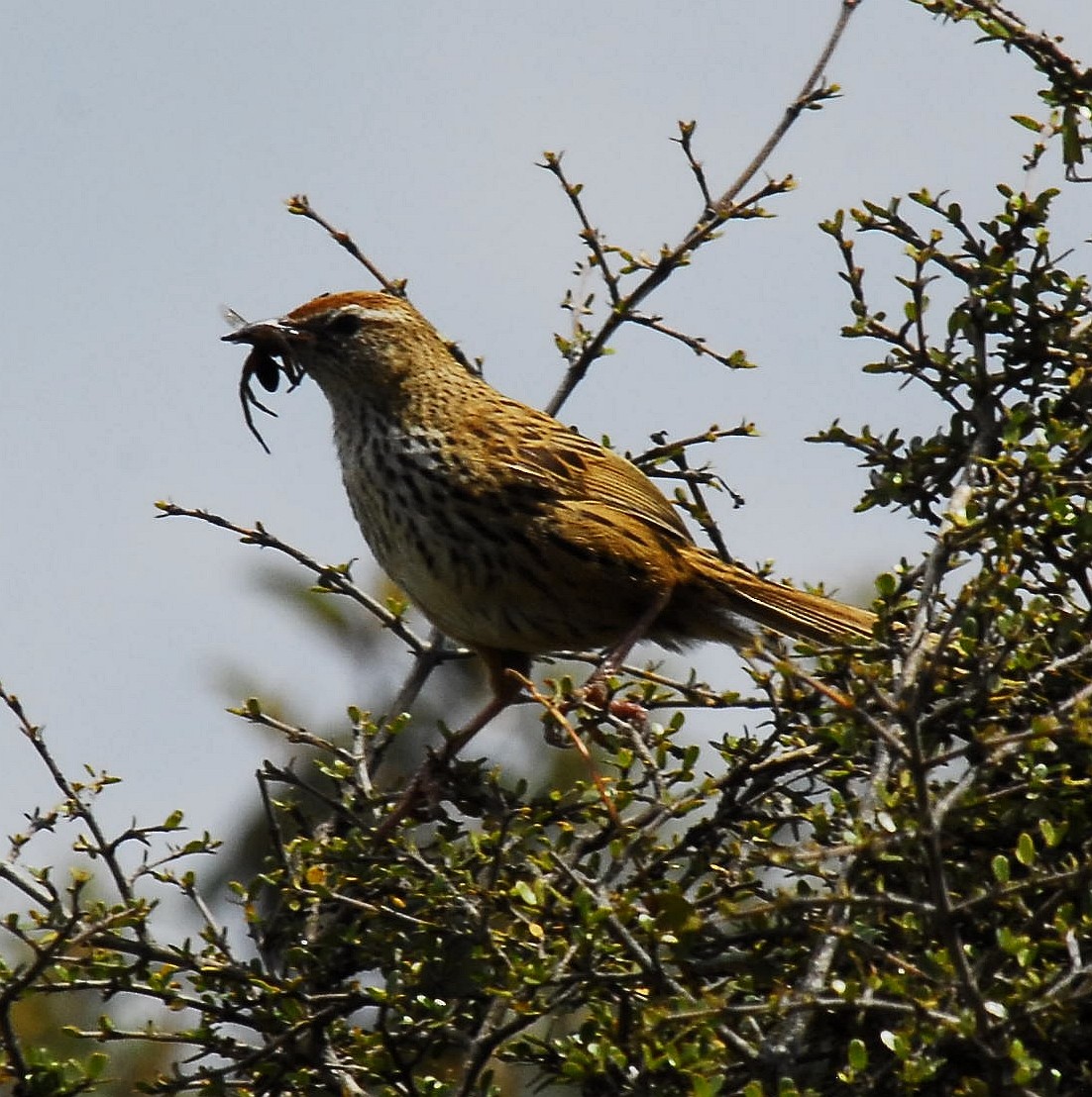 New Zealand Fernbird - ML77148141