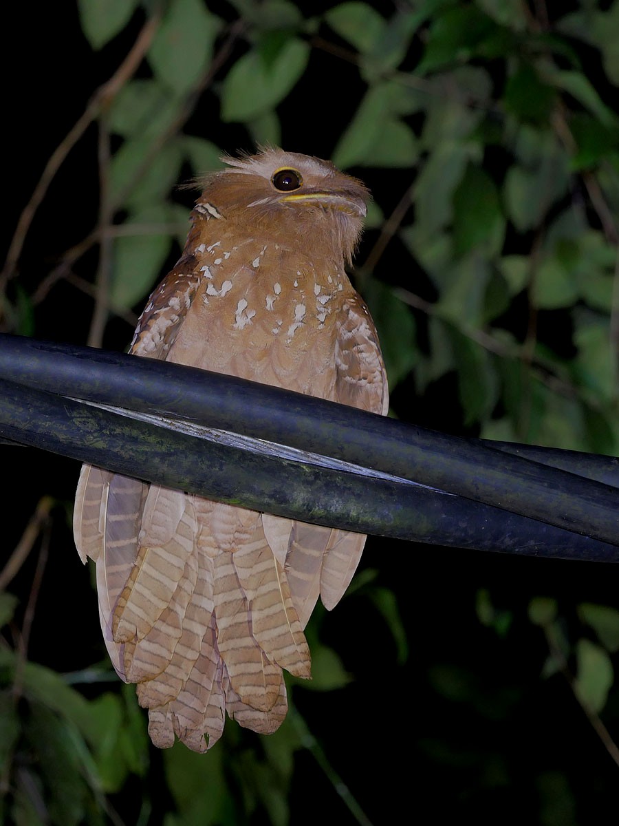 Large Frogmouth - ML77148211