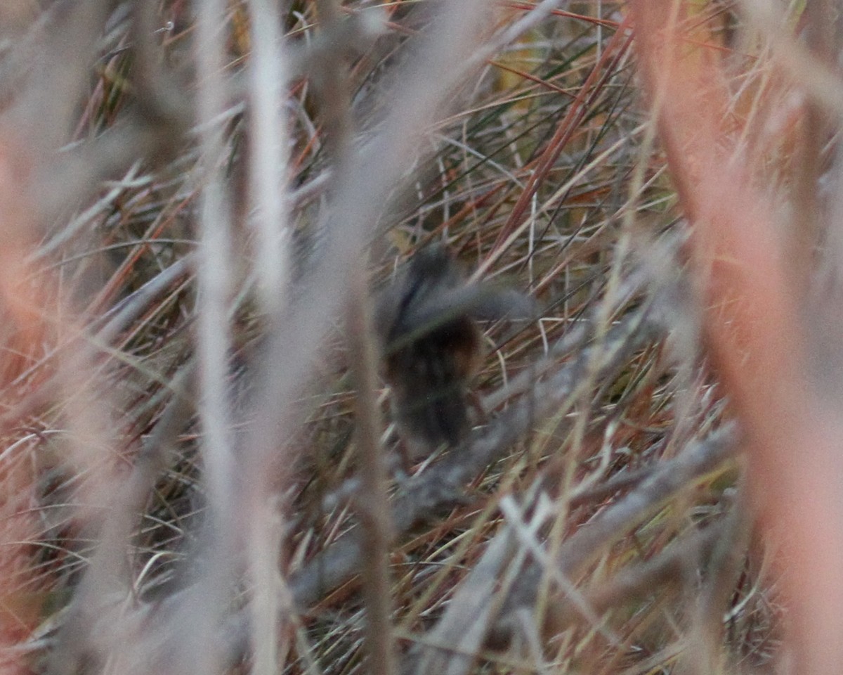 Sedge Wren - ML77148321