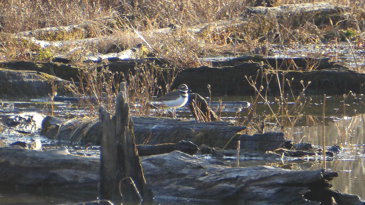 Killdeer - Todd Eiben