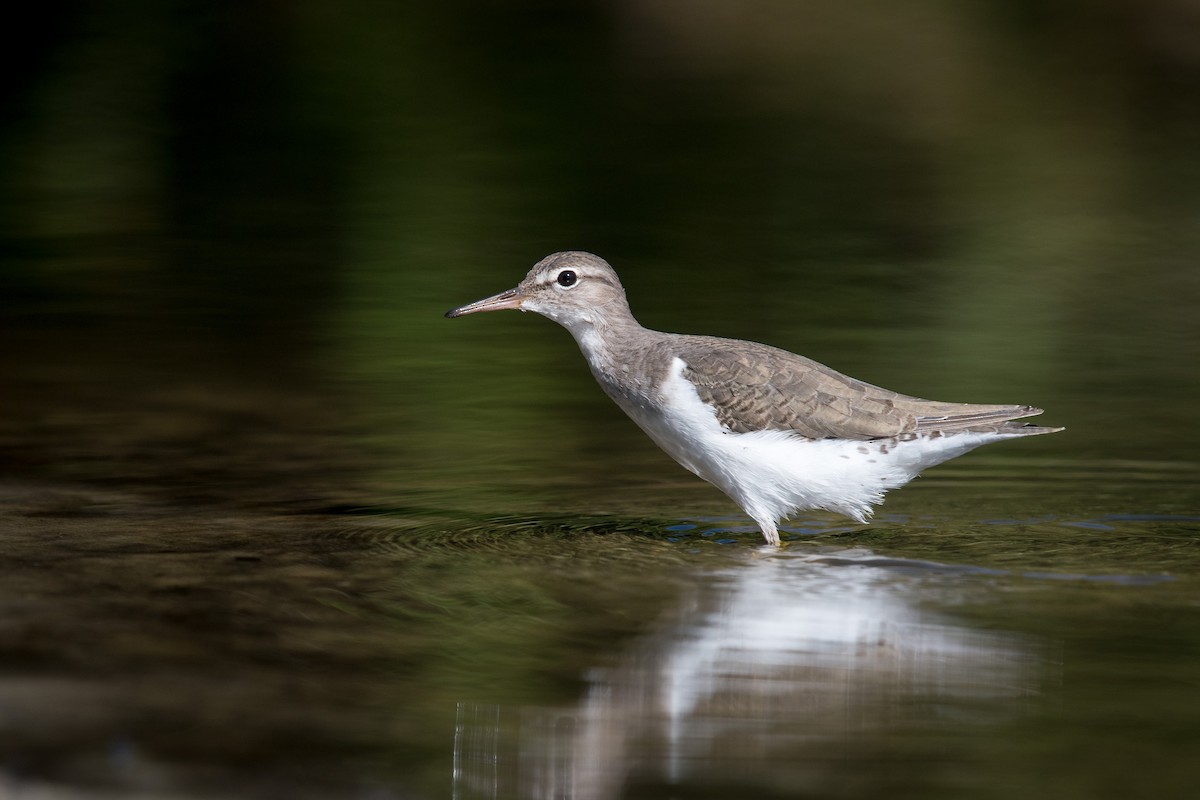 Spotted Sandpiper - Melissa James