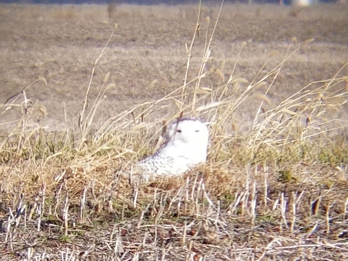 Snowy Owl - ML77150121