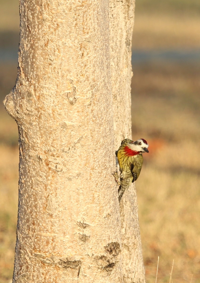 Cuban Green Woodpecker - ML77150271