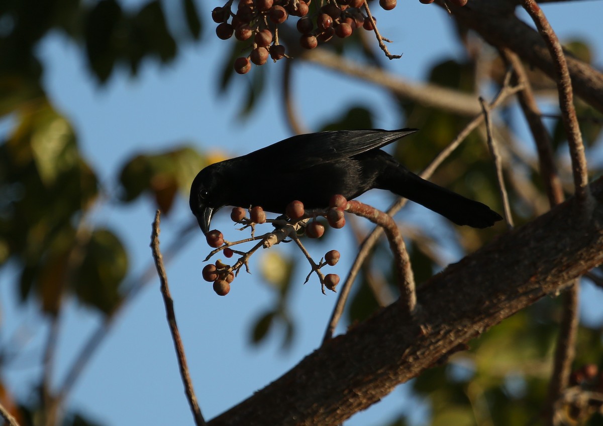 Cuban Blackbird - ML77150331