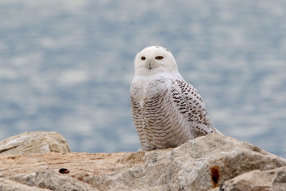 Snowy Owl - ML77150801