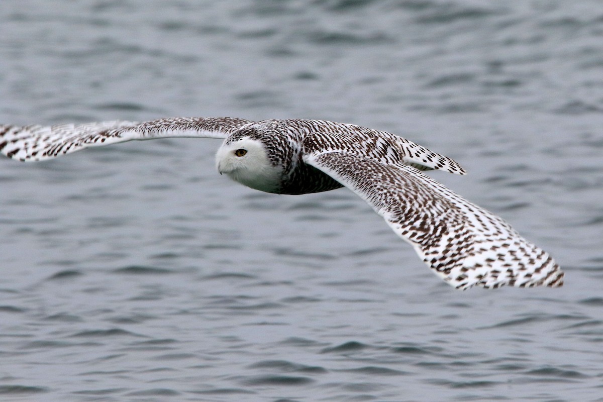 Snowy Owl - ML77151221