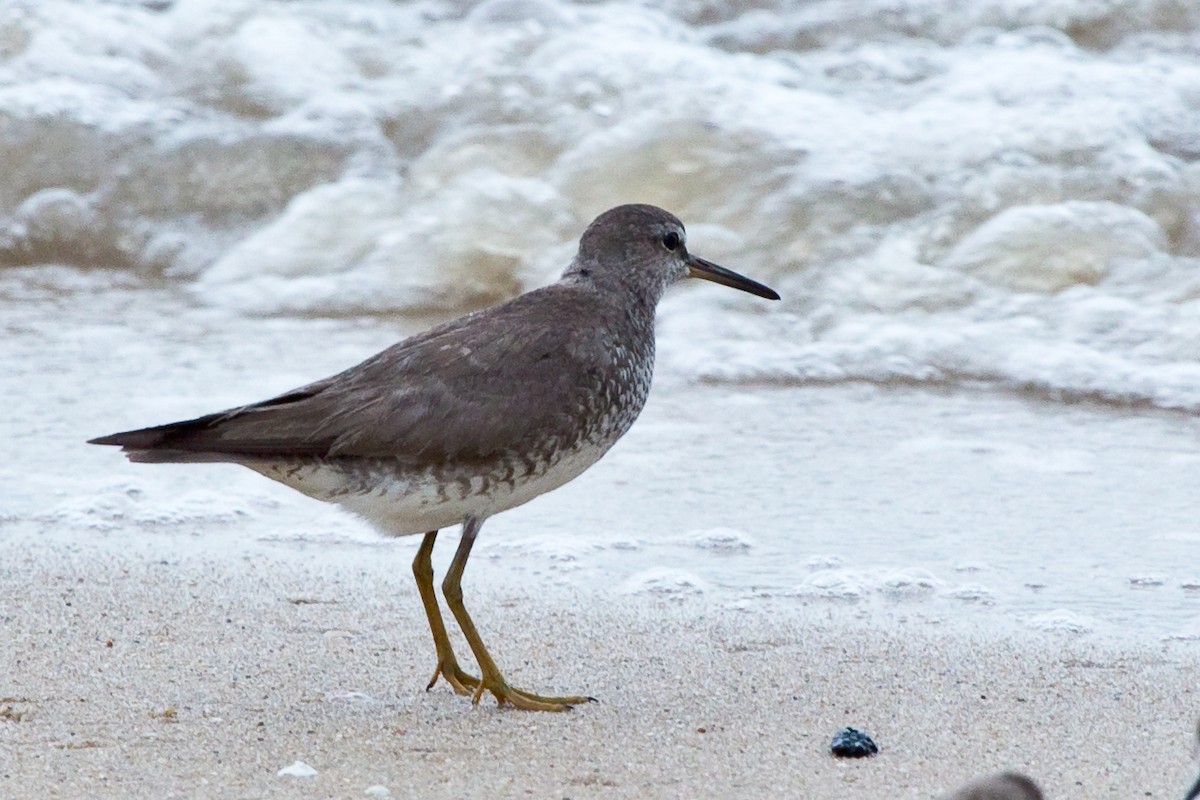 Gray-tailed Tattler - ML77151261