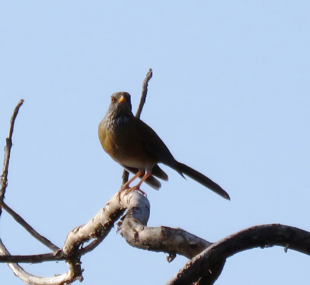 Rufous-backed Robin - ML77151451