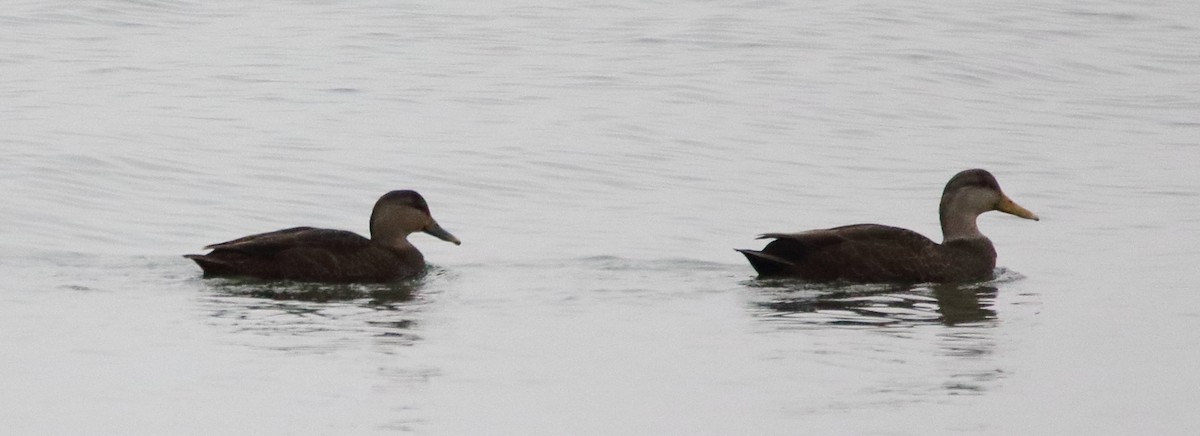 American Black Duck - Jeff Hullstrung