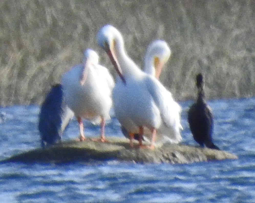 pelikán severoamerický - ML77153911