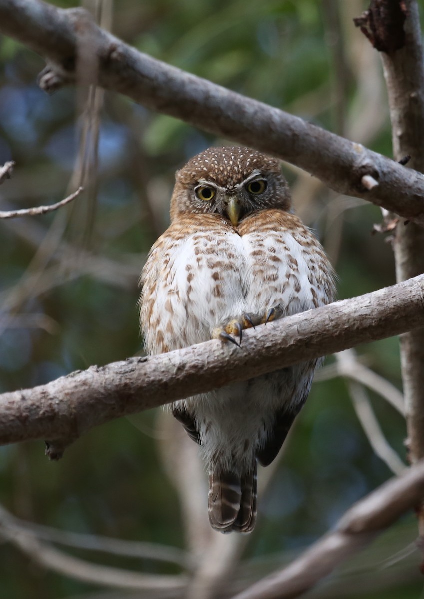 Cuban Pygmy-Owl - ML77154101