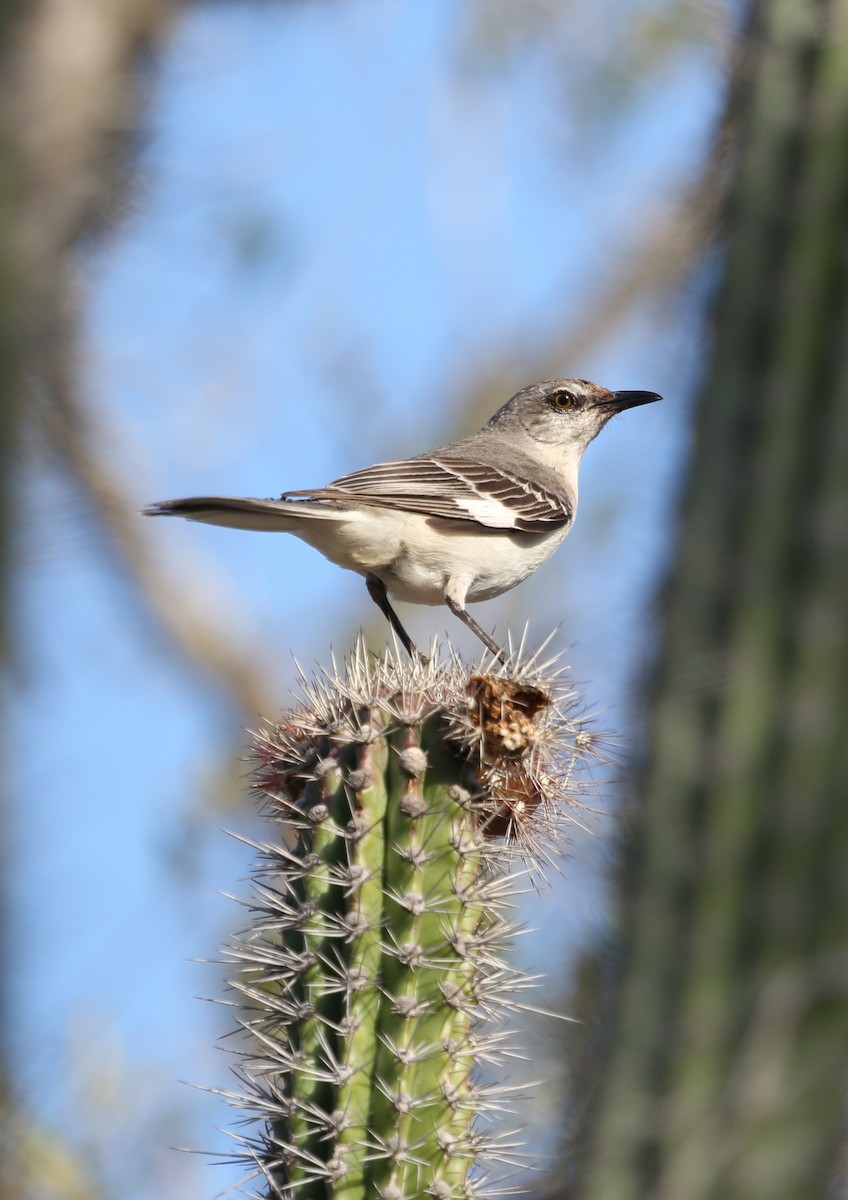 Northern Mockingbird - ML77154131