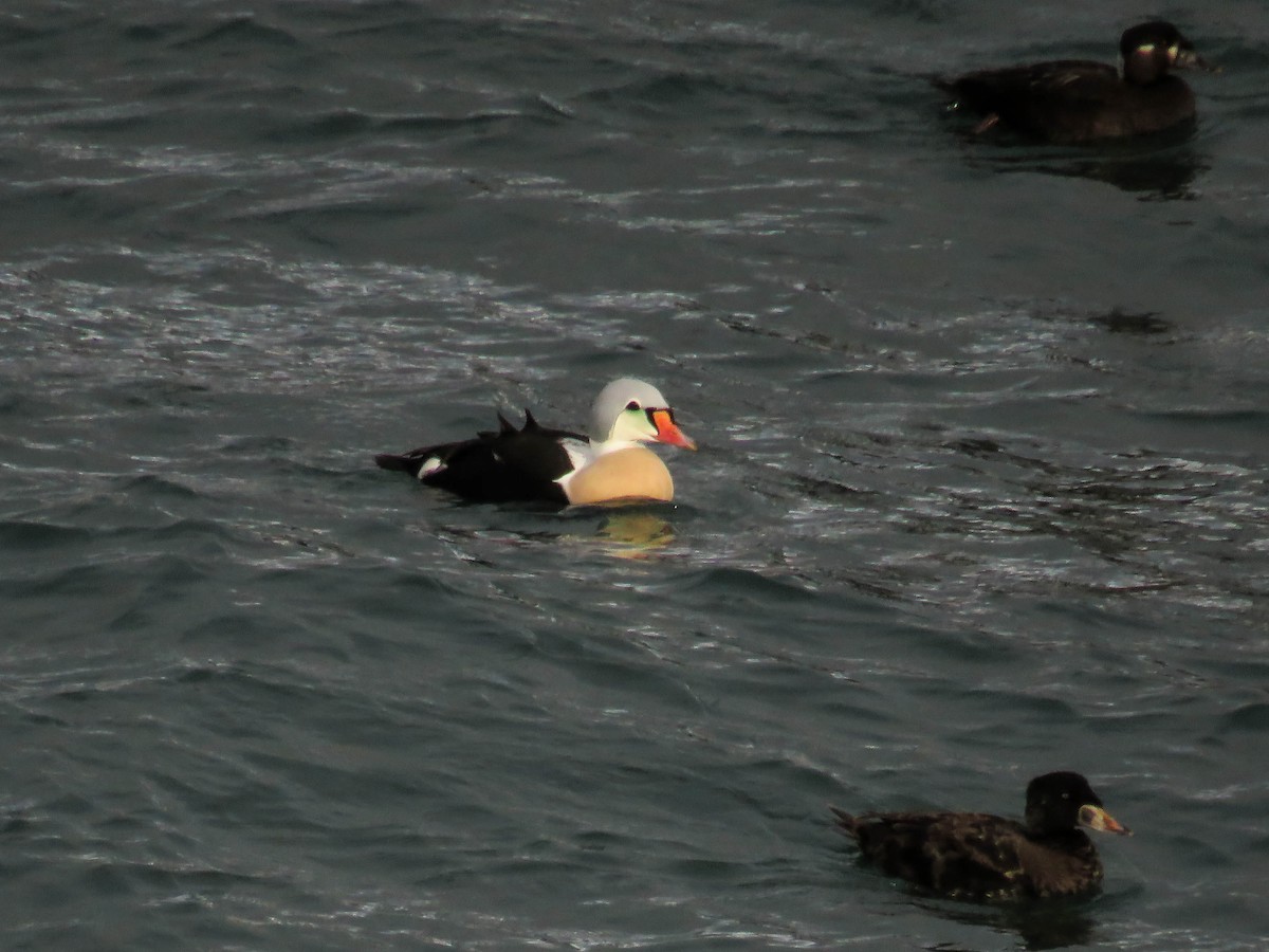 King Eider - ML77154611
